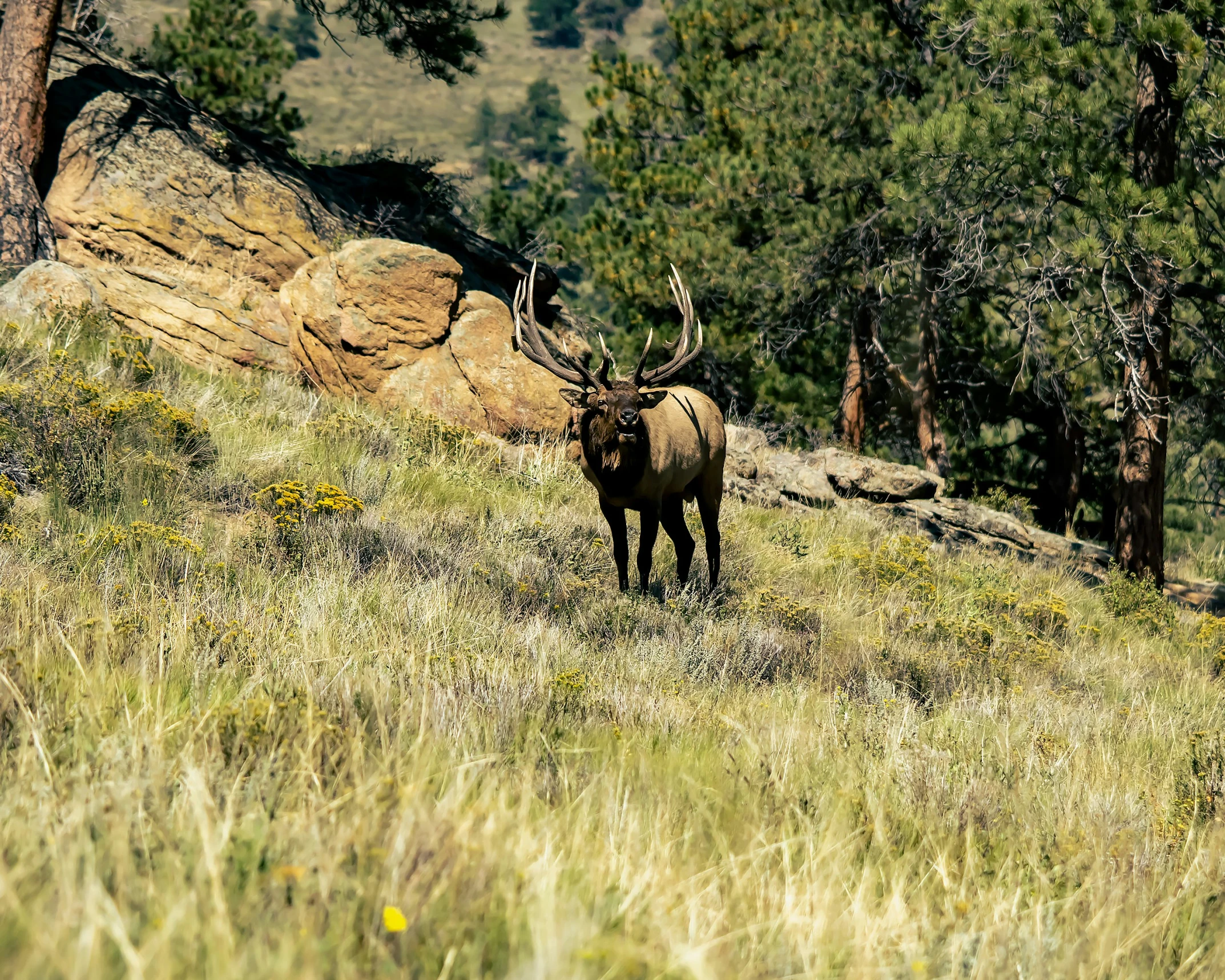 the large elk is standing alone in the grass