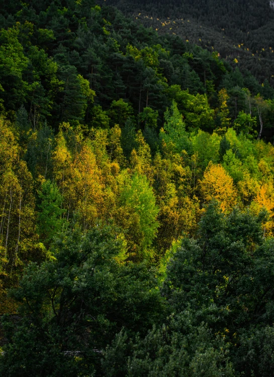 a forest with trees in front of a mountainous area