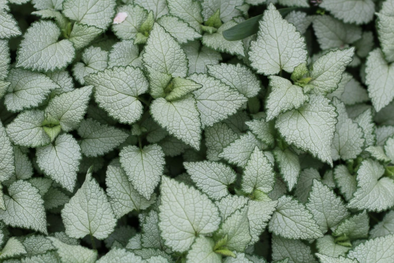 a closeup s of leaves with green vein