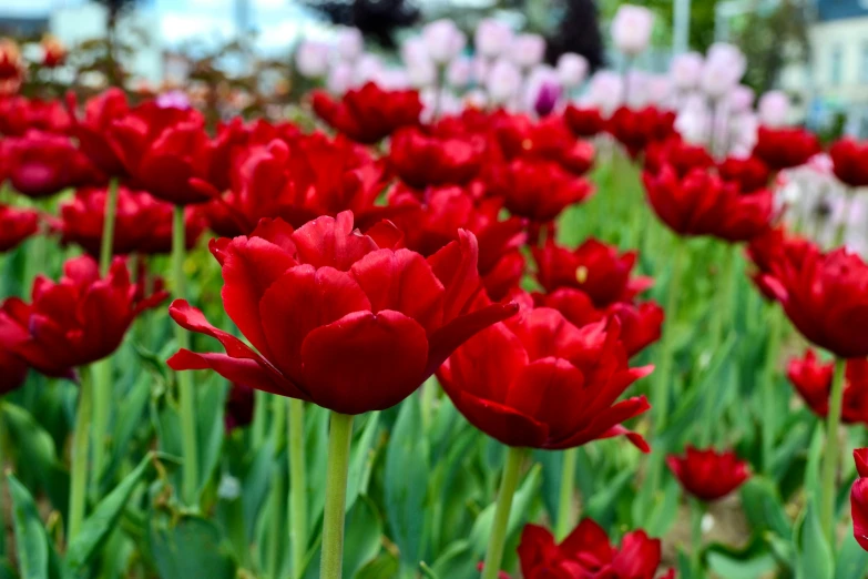 the bright red flowers are blooming together in this field