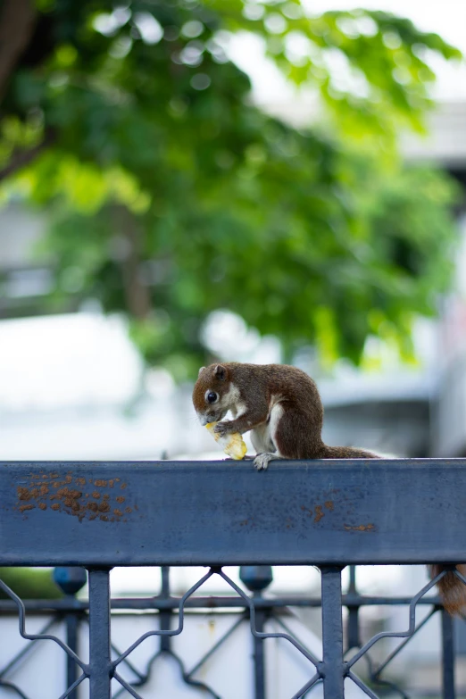 a small squirrel eating soing in it's hand