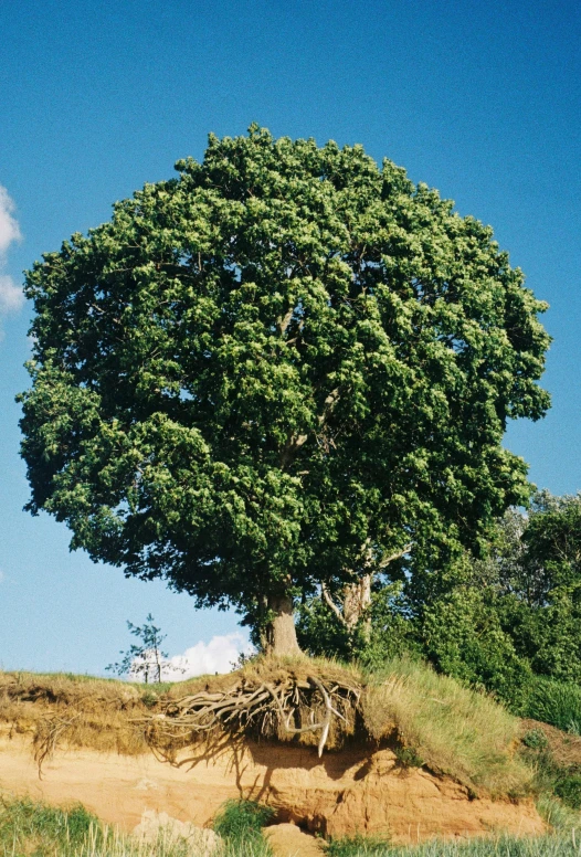 the big tree in front of a clear sky has fallen