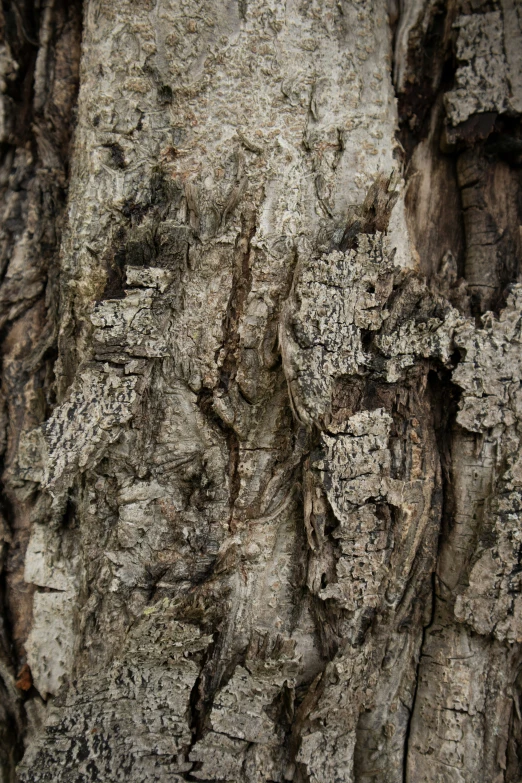 the bark on the tree is made up like a face