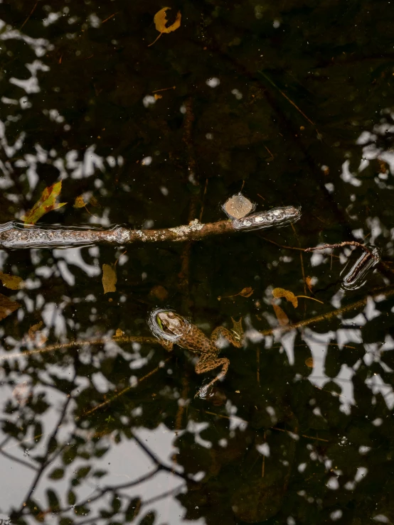 a bird's reflection in the still water of a pond