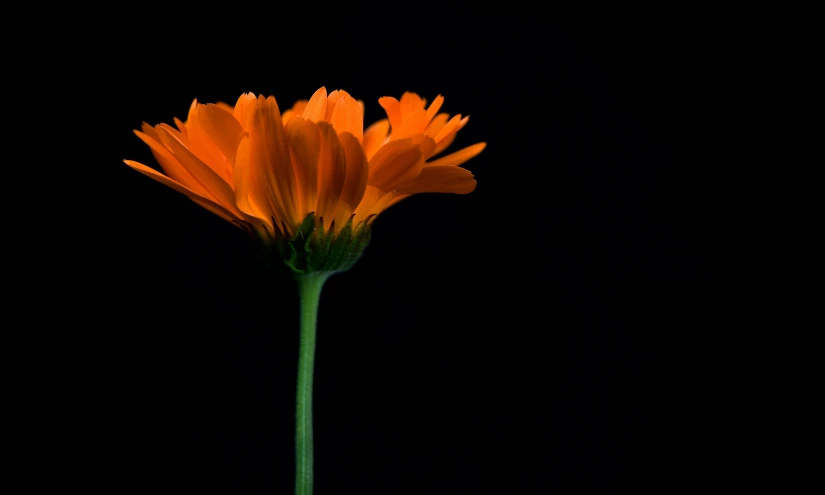 a single orange flower is shown in a po