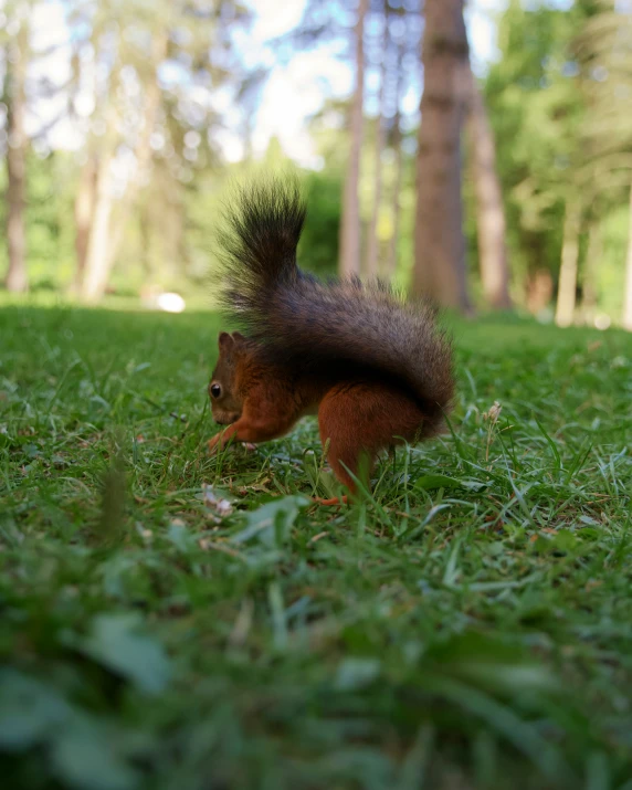 a squirrel that is standing in the grass