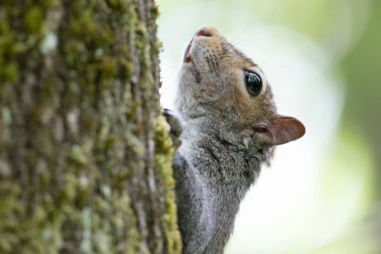 a small squirrel peeking out of the bark of a tree