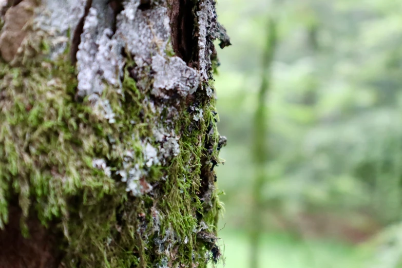 a close up of a mossy tree trunk