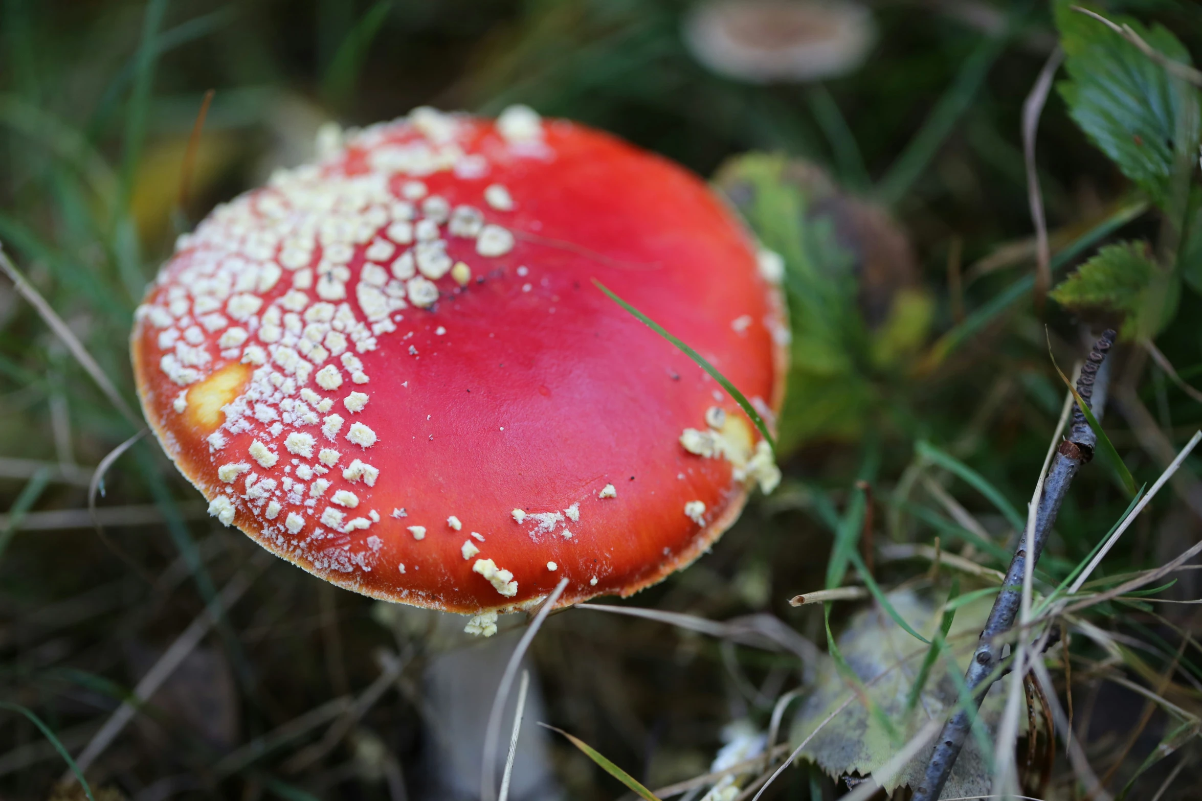 a very pretty red mushroom with small white dots