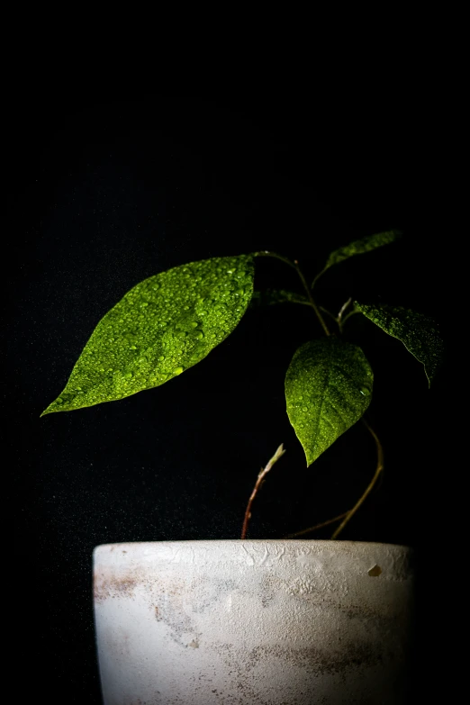 a plant is growing out of a vase