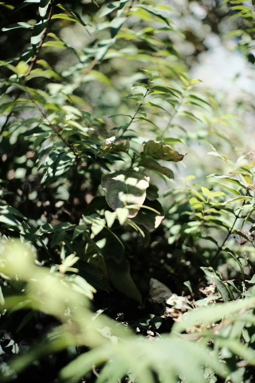 plants grow very fast in the sunlight and bright