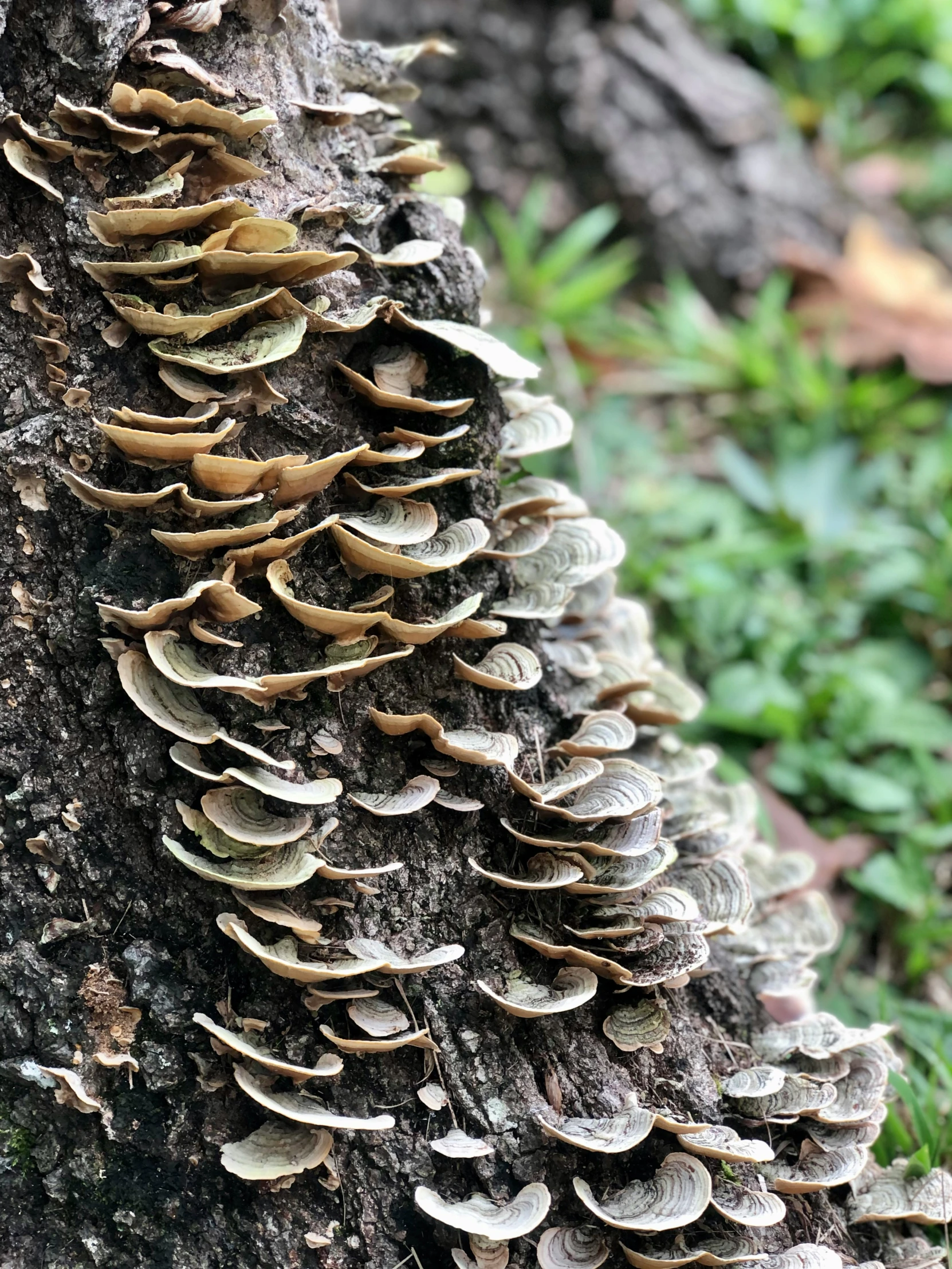 a cluster of funguses hanging from a tree trunk