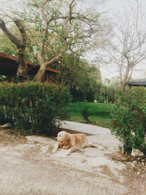 a dog lays in the dirt in front of a bush and a house