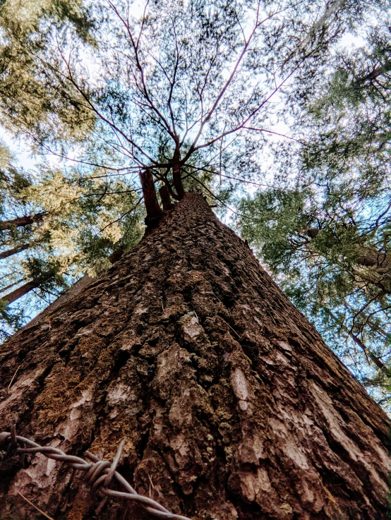 the top of a tall tree trunk looking up