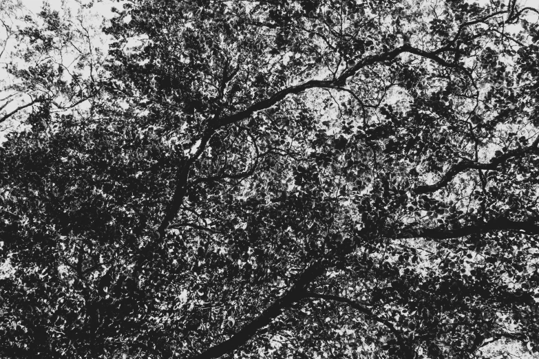 an airplane flies close up in front of a tree