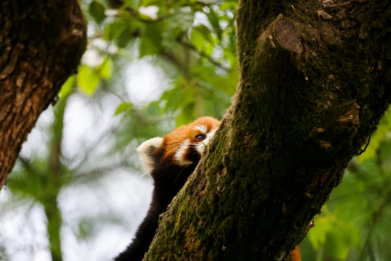 a brown and white cub is in a tree