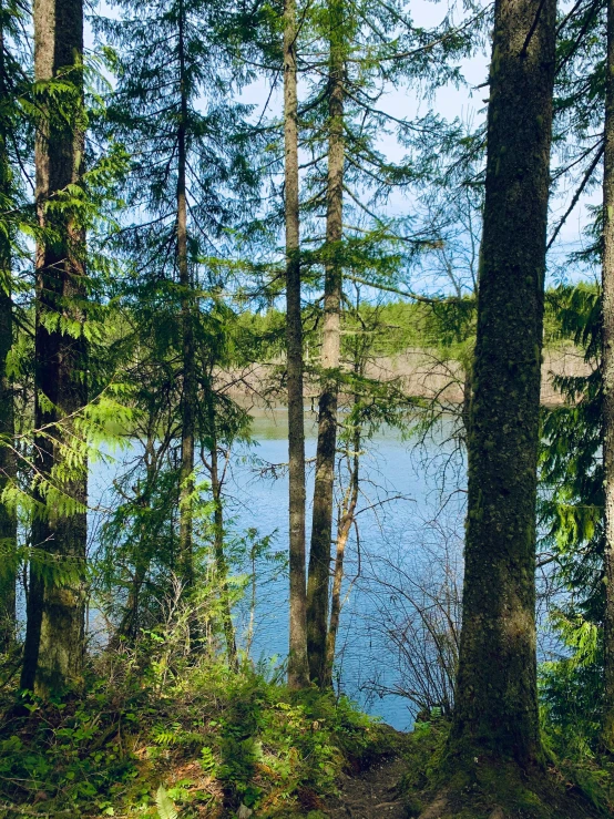 a scenic po of a lake surrounded by tall trees