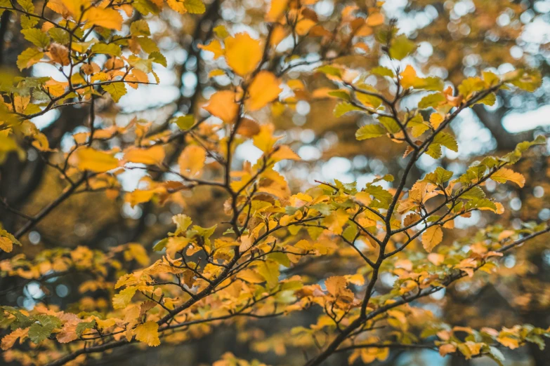 nches with leaves turning yellow and some green