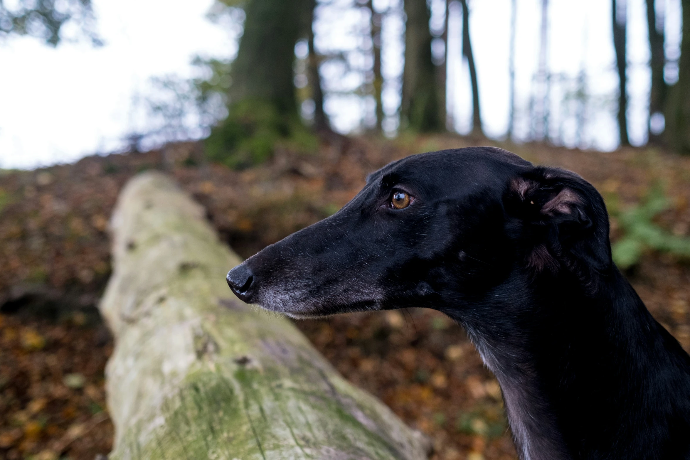 a dog standing on top of a wooden bench