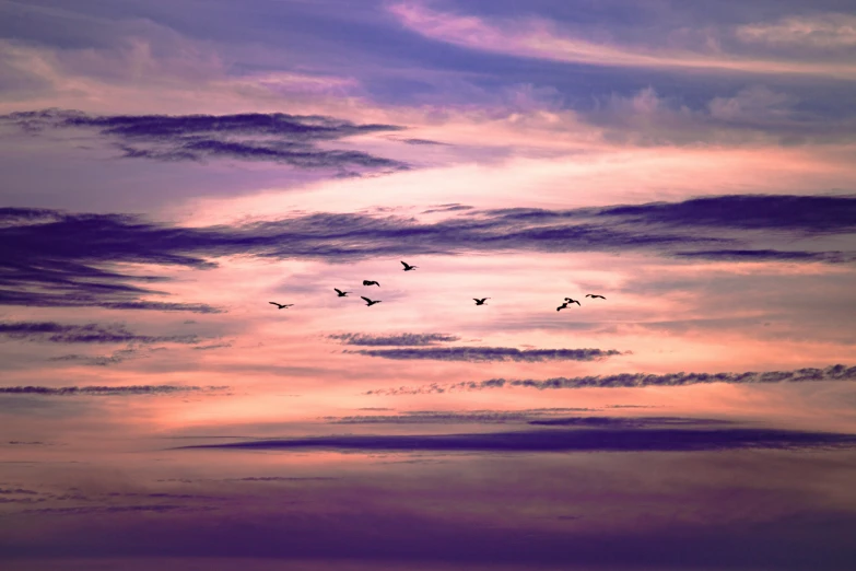 birds flying in the sky during the evening