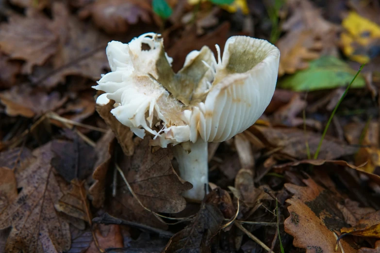 there is a small white mushroom growing on the ground