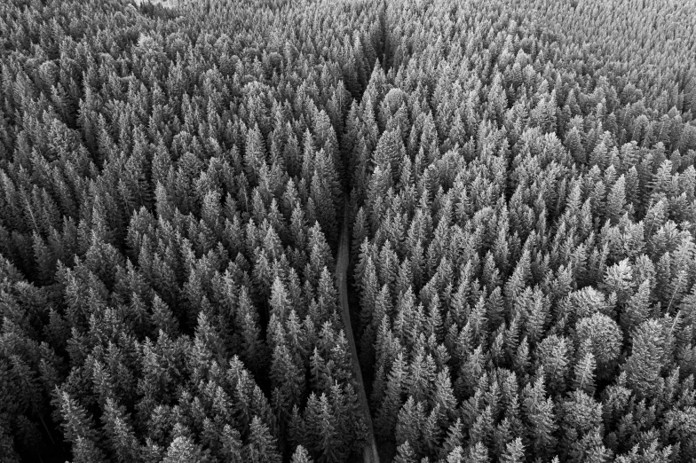 aerial view of black and white po of treetops