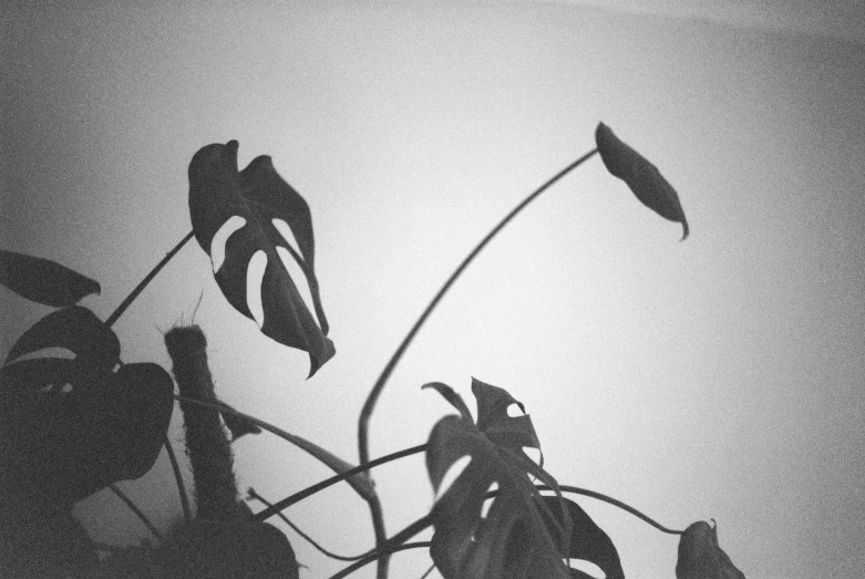 plants are growing in black and white on a gray background