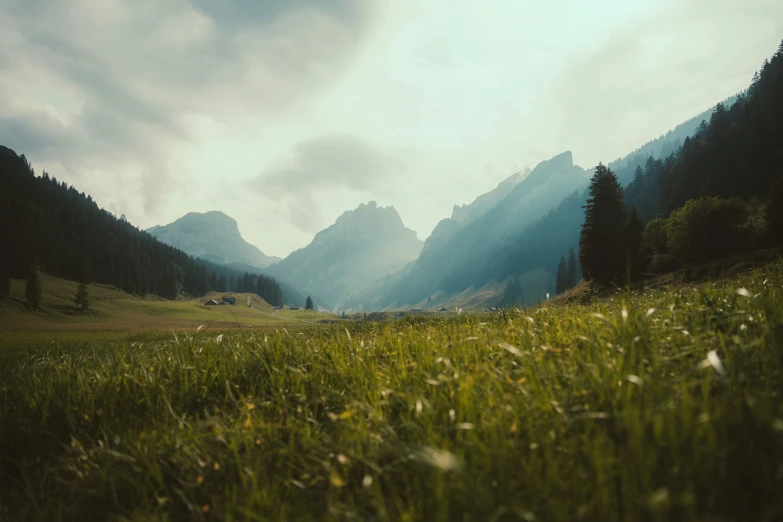 the grass is in high altitude with the mountains in the background