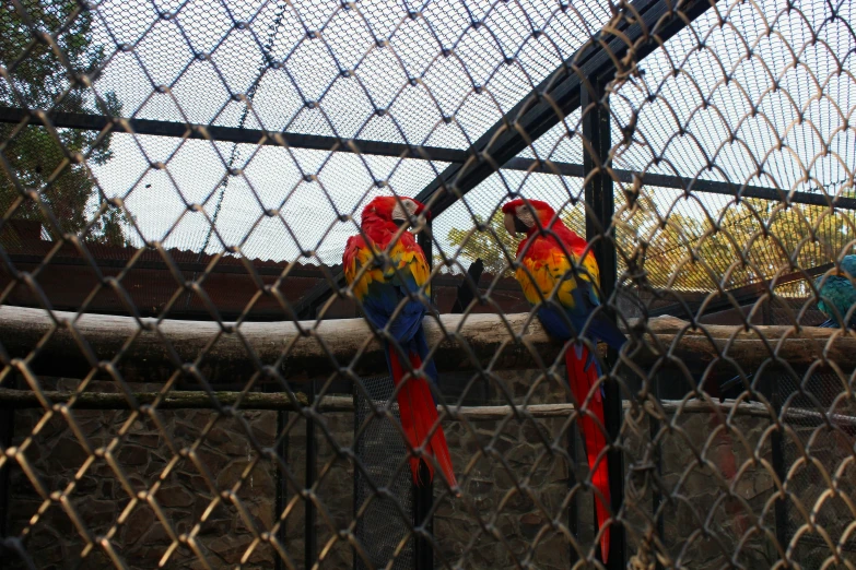 two colorful parrots sitting on a perch in their pen