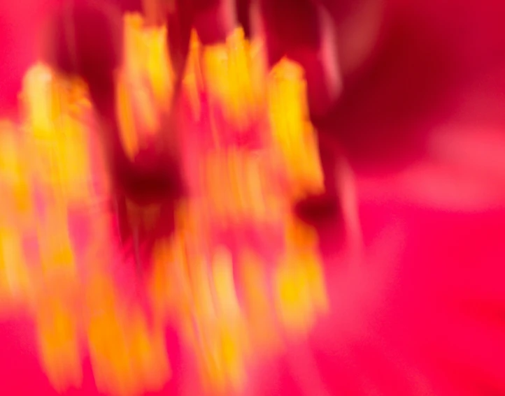 a closeup po of many red flowers