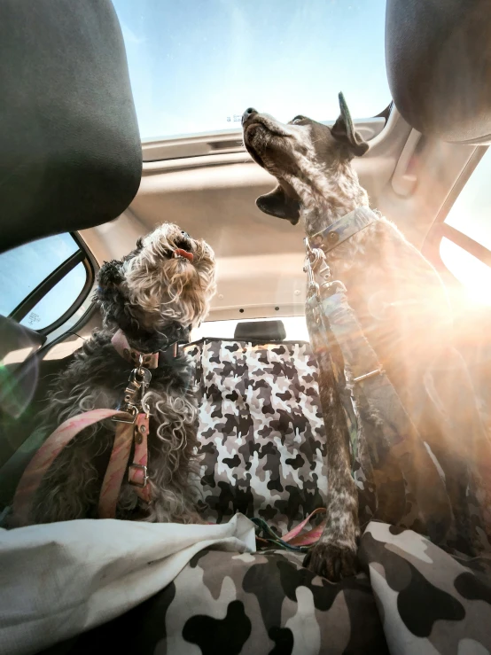 two dogs are in the back seat of a vehicle