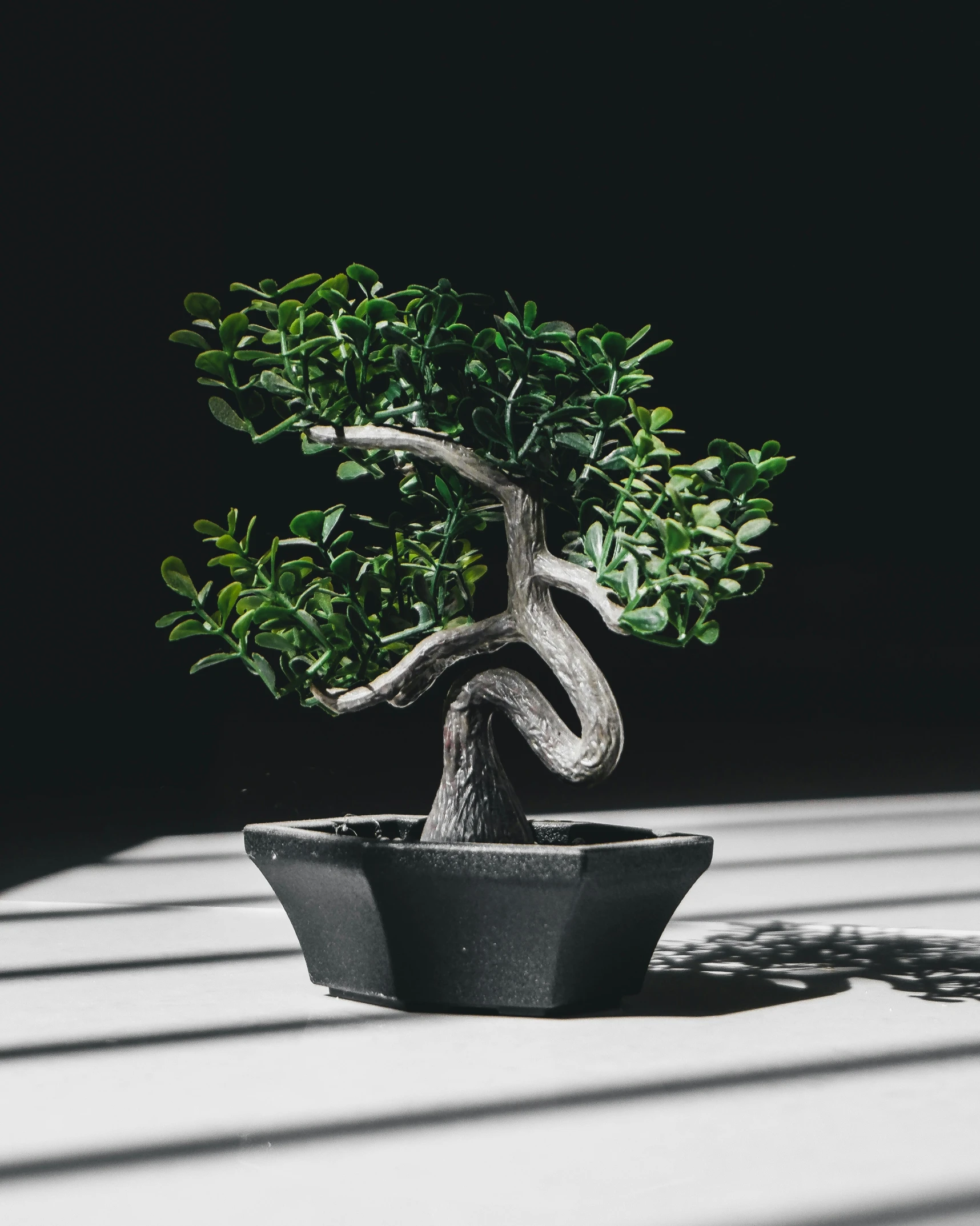 a bonsai tree that is growing from its roots