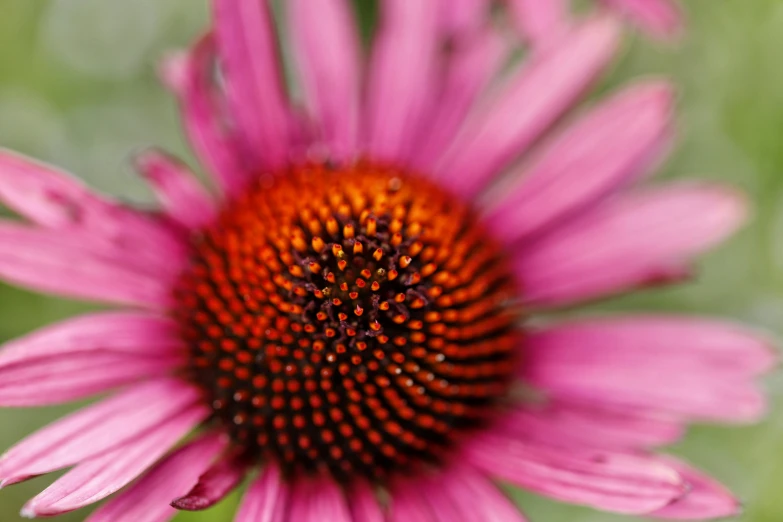 closeup of pink flower with yellow center