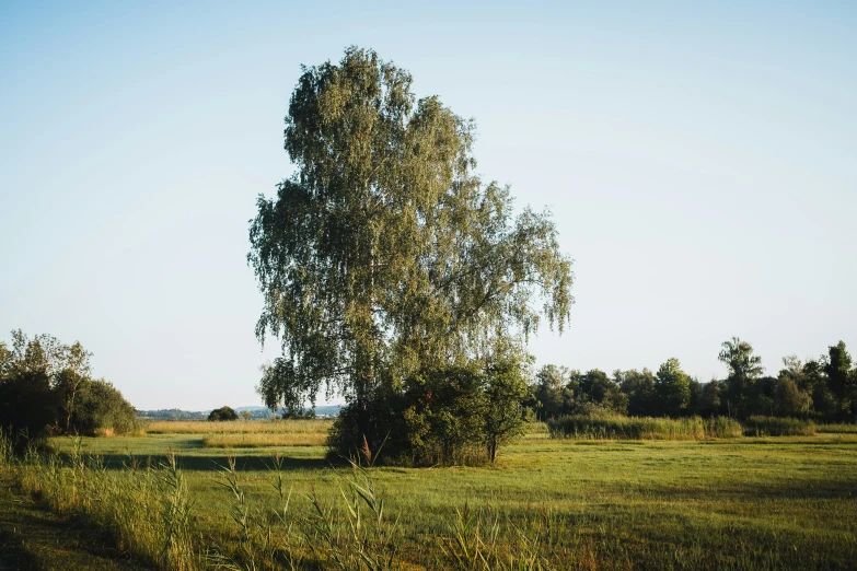 the view of the tree in the field is clear