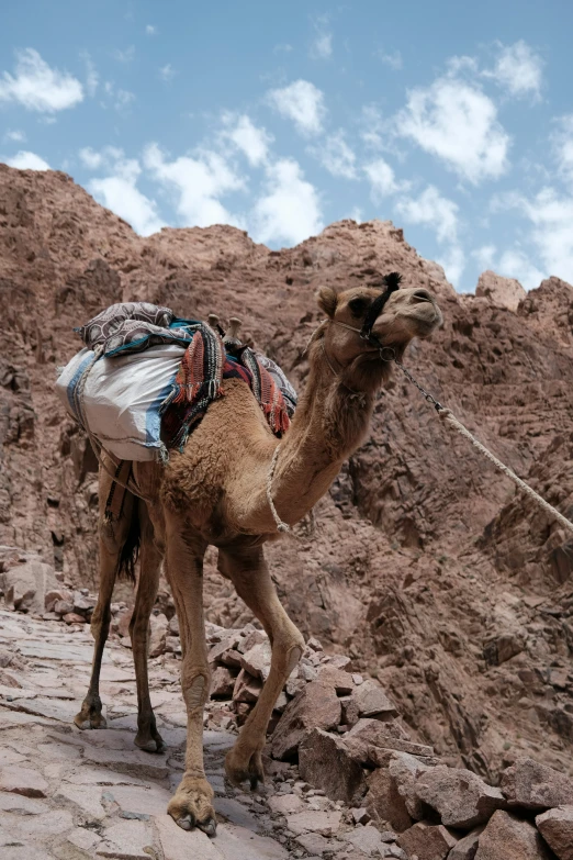 a camel walking down the road in front of rocky hills