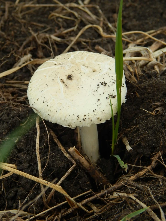 a small white mushroom on a dirt field
