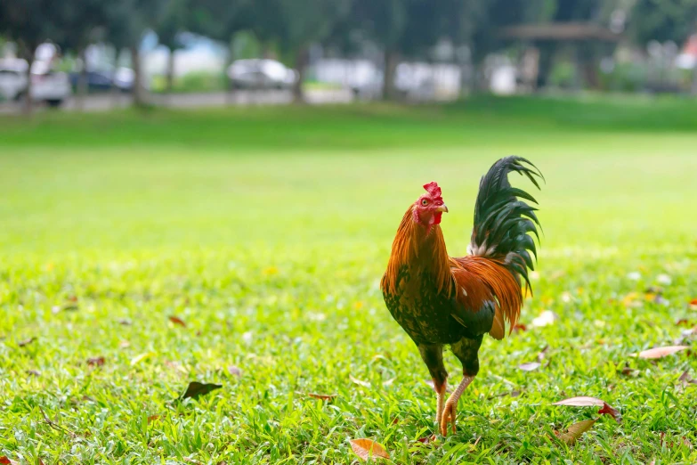 a rooster that is walking in the grass