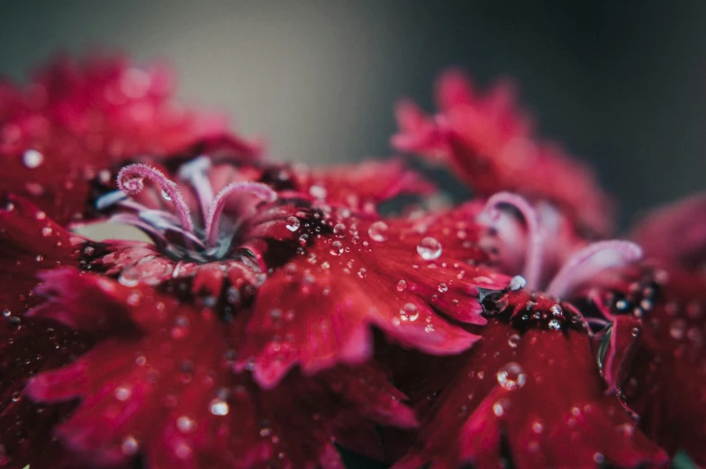 raindrops on the petals of red flowers