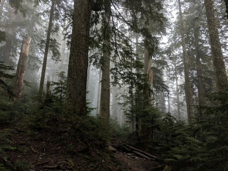 a foggy forest with some trees and ground