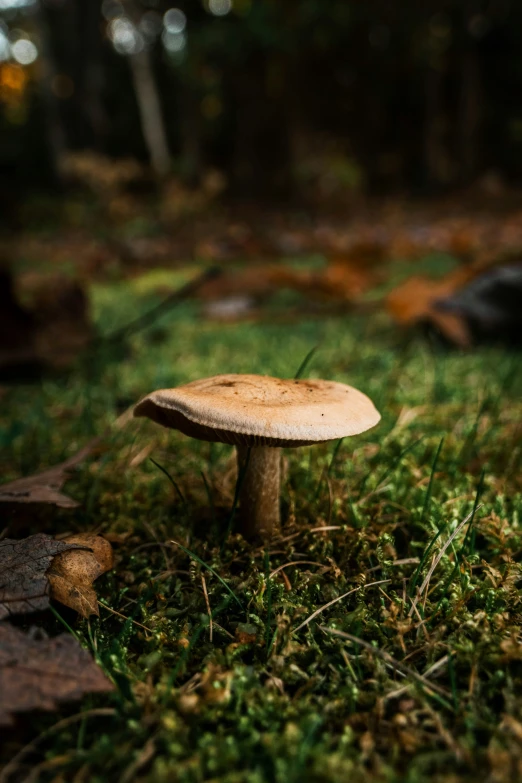 mushrooms in the grass with their heads facing outward