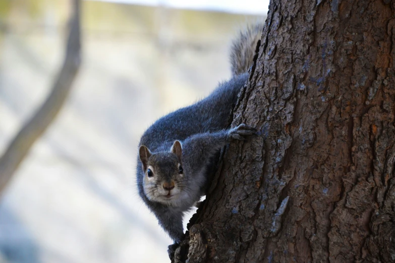 a small gray squirrel is on the tree limb