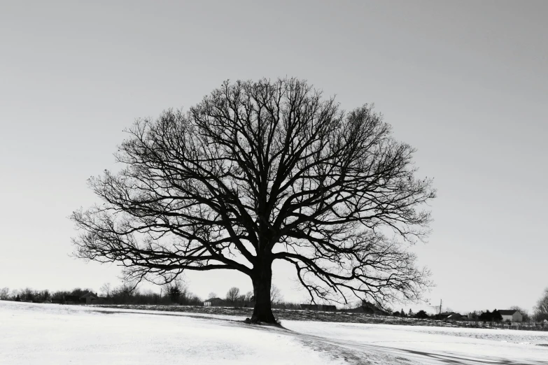 the bare tree is in the middle of the snowy field