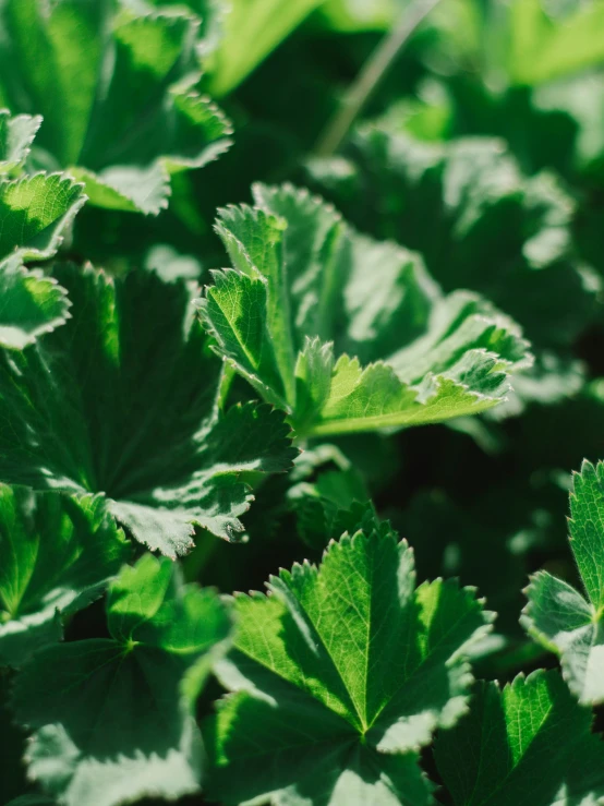 green plants in an outdoor area with very few leaves