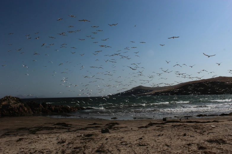 a bunch of birds are flying over the ocean