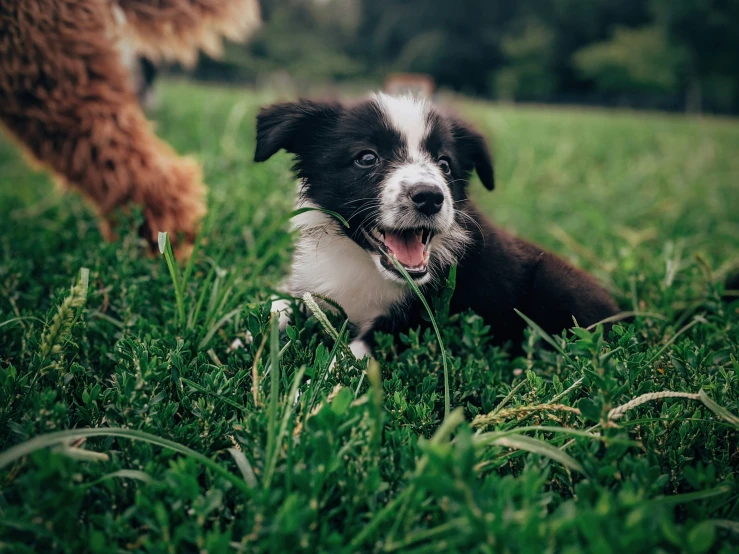 a cute black and white dog laying in the grass