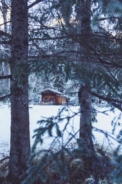 a small cabin sits between two trees in the snow