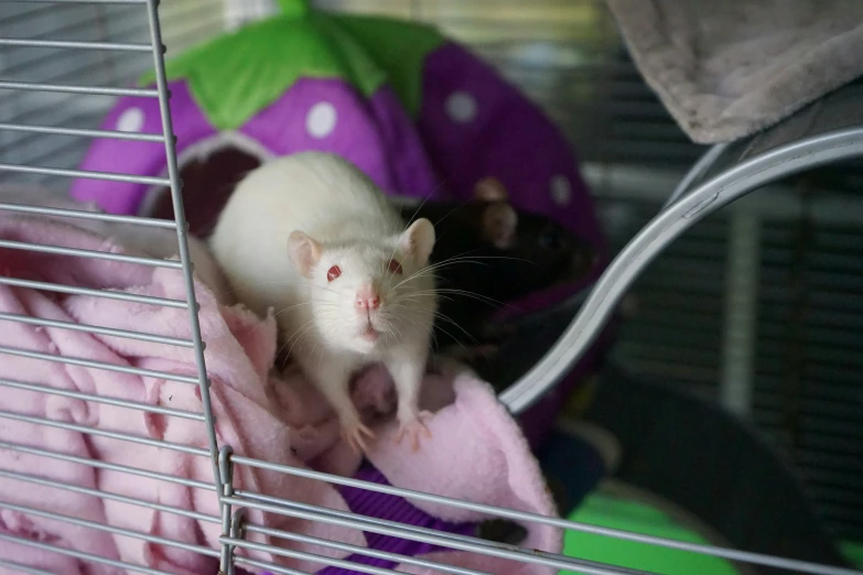 there is a white rat on top of a bed