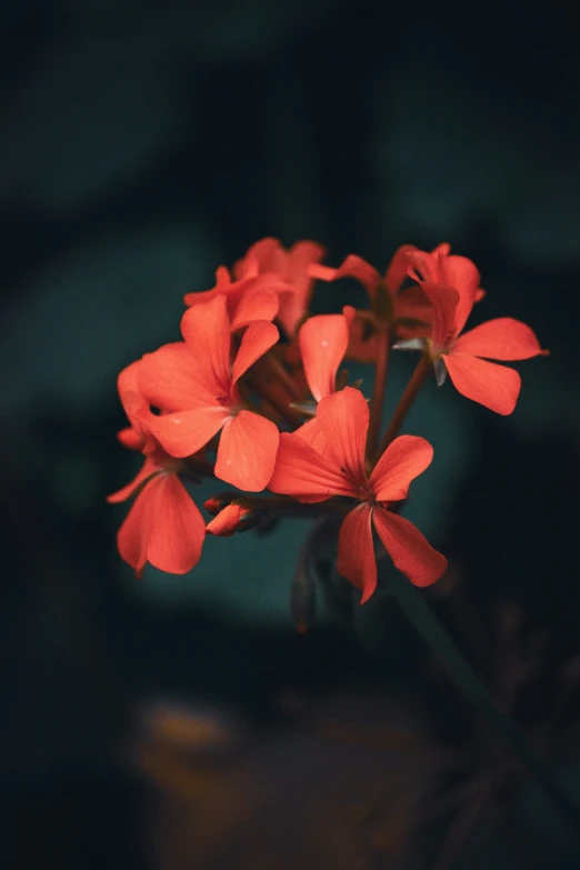 some bright red flowers sitting in a vase