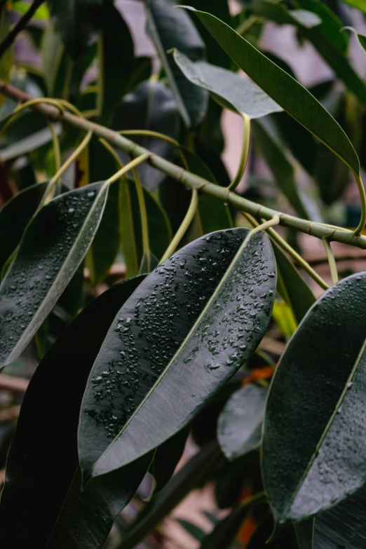 some green leaves with water droplets on them