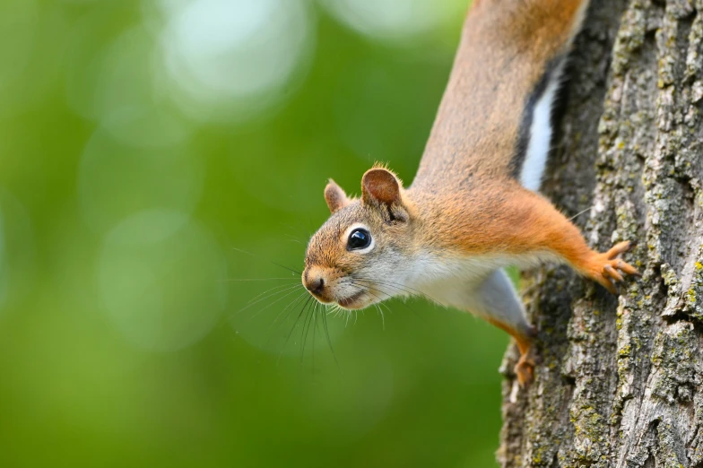 the squirrel is looking very close up for me to see